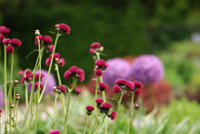 Cirsium-Boga-Mai2808.jpg