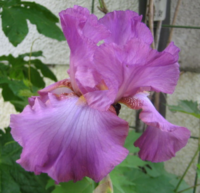 Lorilee_05.2008.jpg