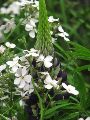 lupinus_hesperis.jpg