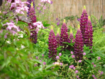 lupinus_purpurviolett.jpg