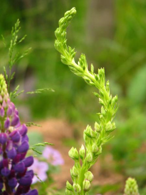 schlangenlupine.jpg