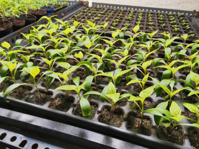 Paprika 20230410.jpeg