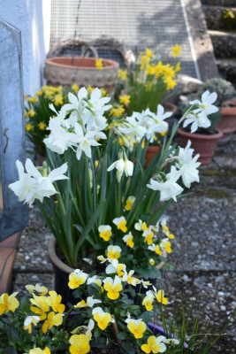 narcissen 19 002.JPG