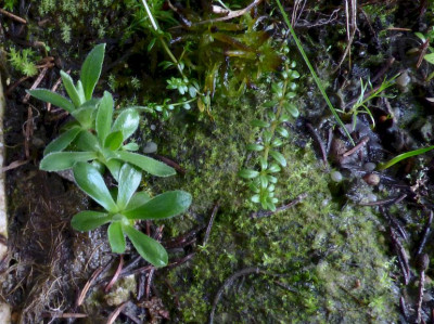 Primula integrifolia4a 2022.jpg