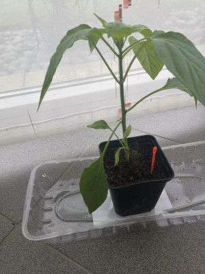 Paprika_20230412_01.jpg