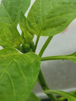 Paprika_20230412_02.jpg