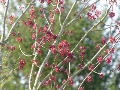2023-04-10 Acer 'Jeffer's Red' 1.jpg