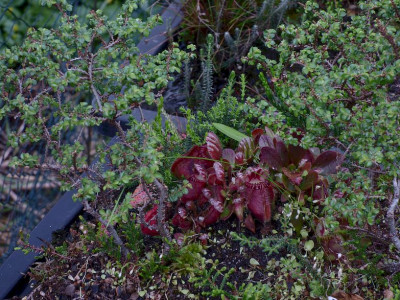 Cephaloten Bonsai-Dschungel.jpg