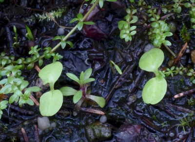 Impatiens namchabarwensis ax.jpg
