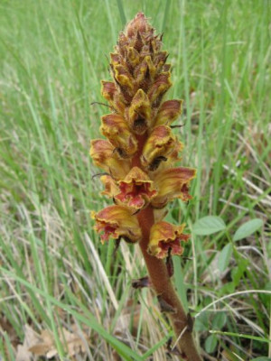 Orobanche_xxx.jpg