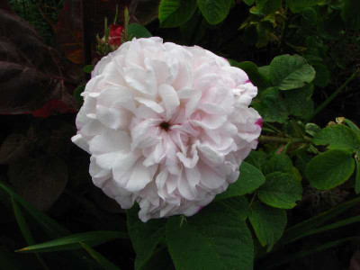 leda_2008.jpg