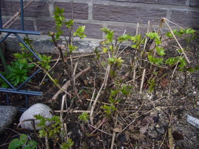 Clematis Edward Prichard.JPG