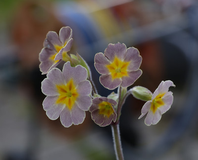 DSC_7485_DxO.jpg