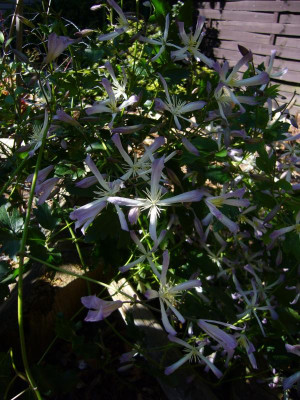 Clematis Prichard 2.JPG