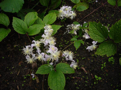 Clematis Mrs Robert Brydon a.JPG