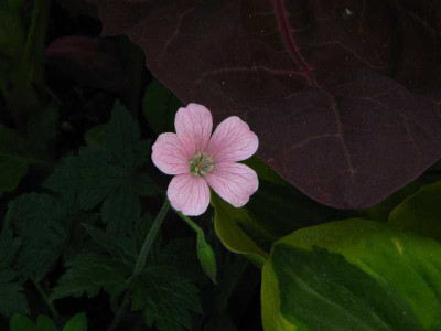geranium_puderrrosa.jpg