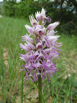 Orchis_simia.jpg