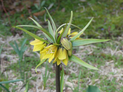 2023-04-13 Fritillaria 2.jpg