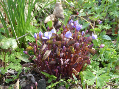 2023-04-10 Jeffersonia dubia 1.jpg