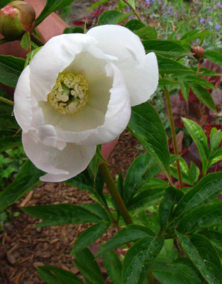 paeonia_white_innocence.jpg