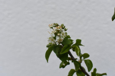 DSC_0335.JPG
