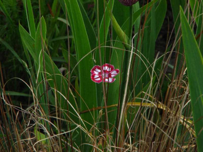 dianthus_fair_folly.jpg