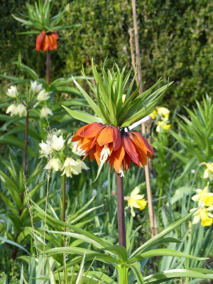 2023-04-13 Fritillaria imperialis 1.jpg