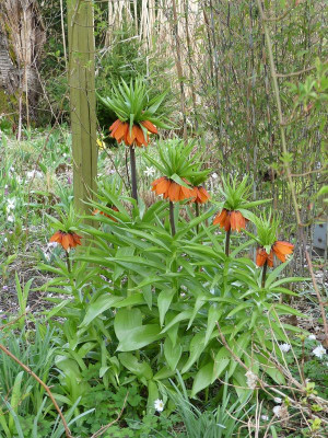 2023-04-13 Fritillaria imperialis 2.jpg
