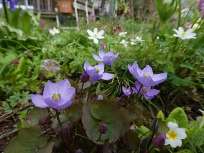 Jeffersonia dubia 230413 k.jpg