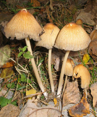 Pilze_November_1_2_1.jpg