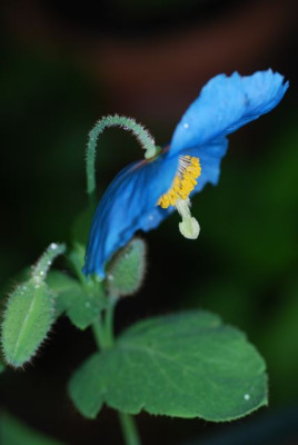 M._grandis_08.jpg