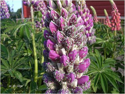 lupine.jpg