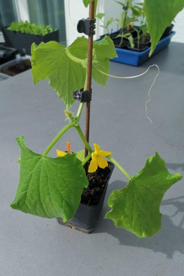 Gurke_20230414.jpg