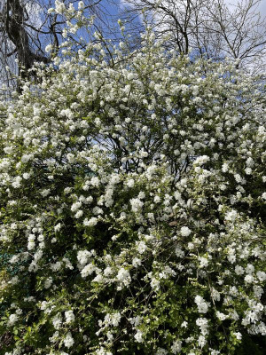 Exochorda macrantha The Bride April 2023.jpg