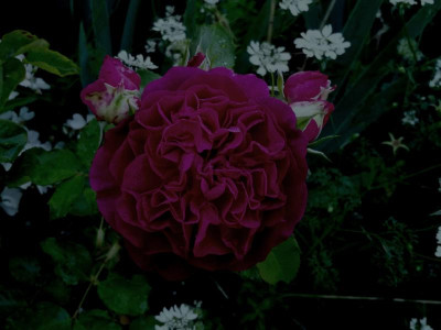 Munstead W. Orlaya.jpg