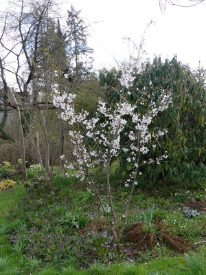 2023-04-13 Prunus yedoensis.jpg