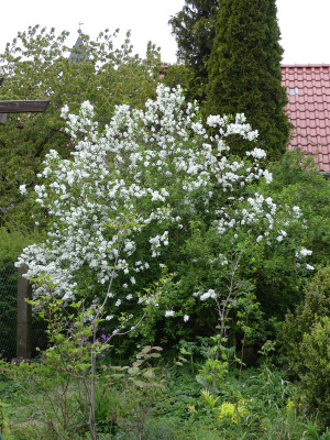2020-04-28 Exochorda racemosa.jpg