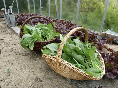 ernte_230414.jpg