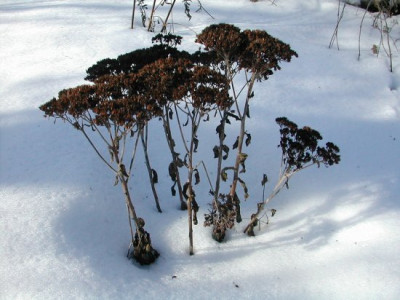 Sedum_Schnee.jpg