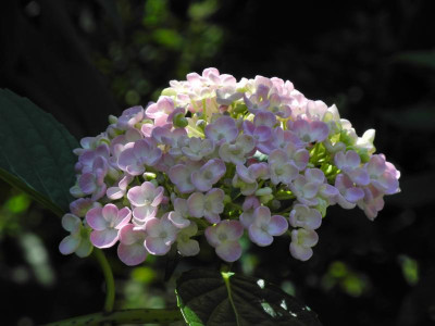 Ayesha 2019-06-29.JPG