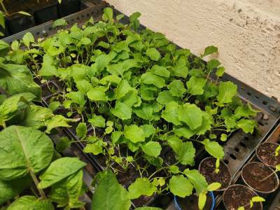 Cima di rapa 20230414.jpeg