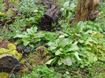 2023-04-16 Erythronium 'Pagoda' 1.jpg