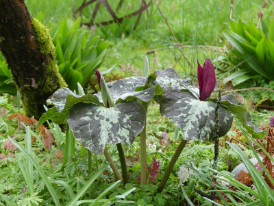2023-04-16 Trillium chloropetalum.jpg