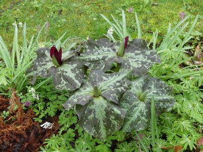2023-04-16 Trillium chloropetalum 2.jpg