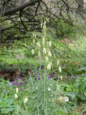 2023-04-16 Fritillaria thunbergii 1.jpg