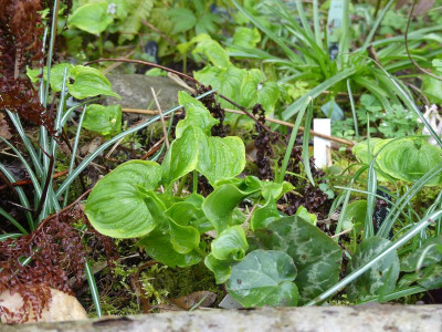 2023-04-16 Maianthemum dilatatum 'Baby Moon'.jpg