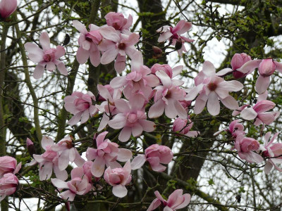 2023-04-16 Magnolia sprengeri var. sprengeri 1.jpg