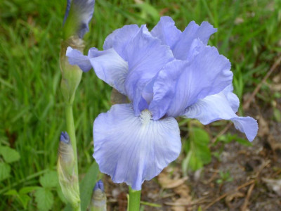 25.Mai_2008_083_kl._33Iris_barbata_Bel_Azur_Einzelbl..JPG