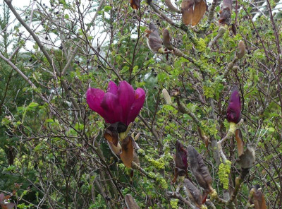 2023-04-16 Magnolia 'Royal Purple'.jpg