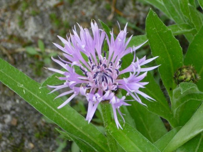 25.Mai_2008_029_kl.22_Centaurea_mont._Carnea_Einzelbl..JPG
